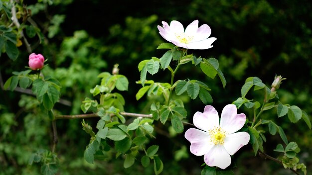 Close de uma rosa de cachorro glauco em um jardim