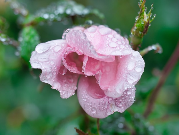 Close de uma rosa de jardim com gotas de água cercada por vegetação