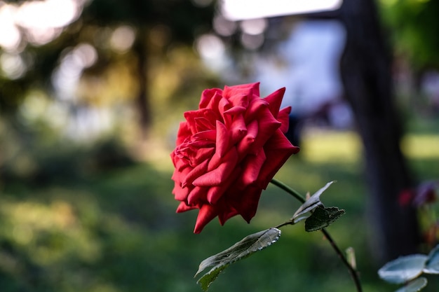 Close de uma rosa vermelha de jardim sob a luz do sol