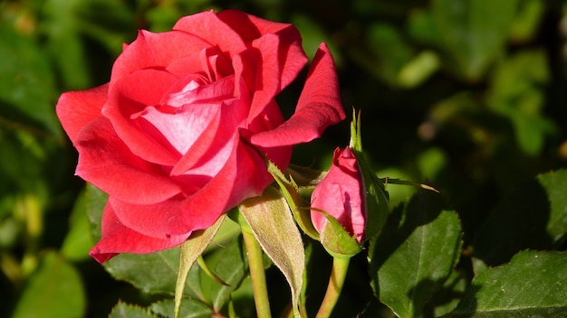 Close de uma rosa vermelha e um botão em um campo sob a luz do sol com um fundo desfocado