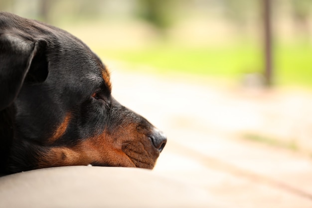 Close de uma Rottweiler feminina deitada em um colchão sob a luz do sol