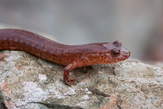 Foto grátis close de uma salamandra, gyrinophilus porhyriticus em uma rocha