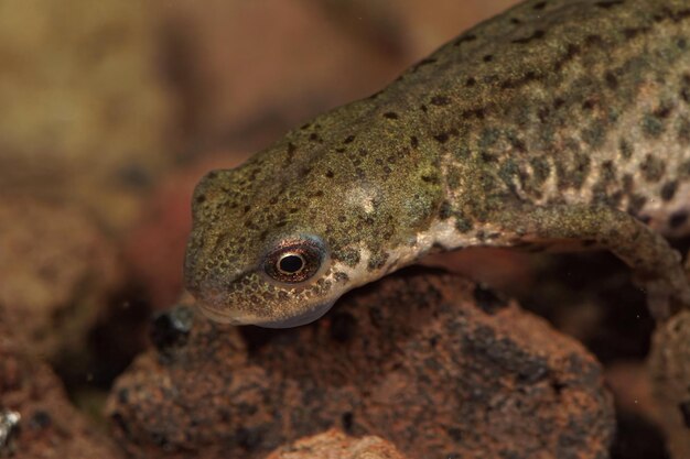 Close de uma salamandra italiana feminina aquática, Lissotriton italicus