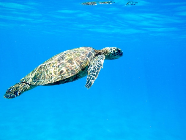Close de uma tartaruga marinha verde nadando debaixo d'água sob as luzes - legal para os conceitos da natureza