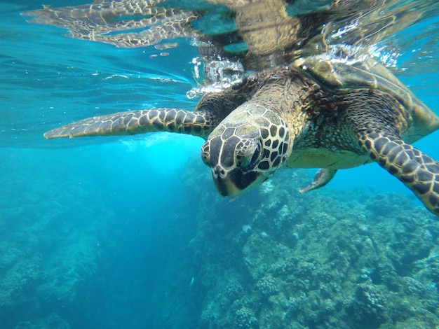 Close de uma tartaruga marinha verde nadando debaixo d'água sob as luzes - legal para os conceitos da natureza