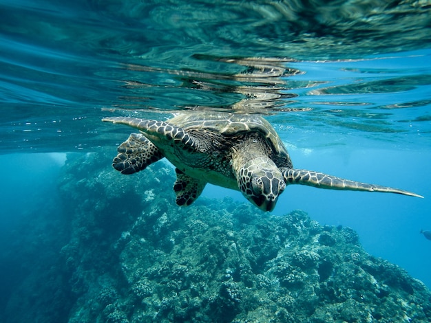 Close de uma tartaruga marinha verde nadando embaixo d'água sob as luzes