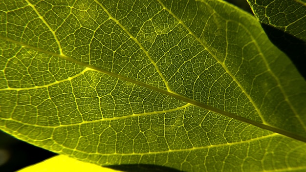 Close de uma textura de folha verde fresca