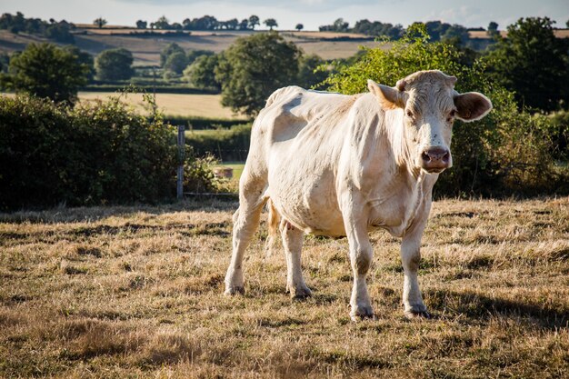 Close de uma vaca branca pastando em um pasto, cercada por uma cerca