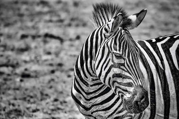 Foto grátis close de uma zebra em tons de cinza em um campo sob a luz do sol