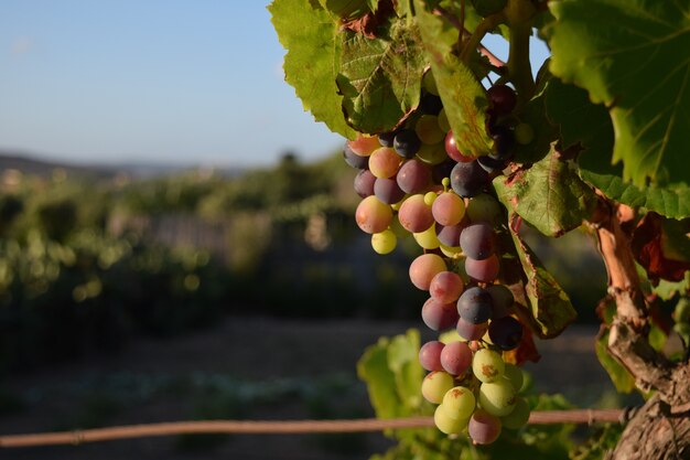 Close de uvas em uma árvore em um vinhedo sob a luz do sol em Malta