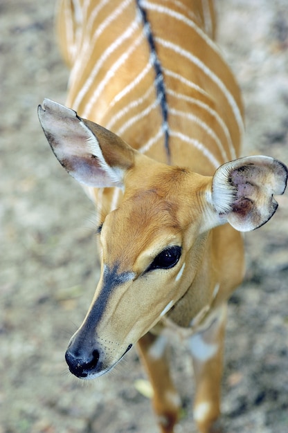 Close do lindo antílope Bongo com listras brancas