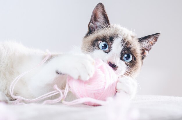 Close do rosto marrom e branco de um lindo gato de olhos azuis brincando com uma bola de lã