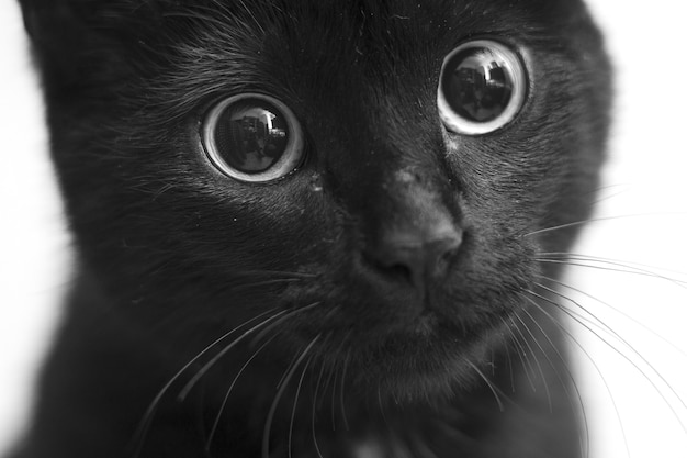 Foto grátis close em tons de cinza de um gato preto com olhos fofos