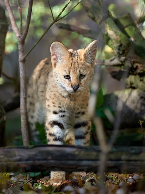 Foto grátis close jovem gato serval