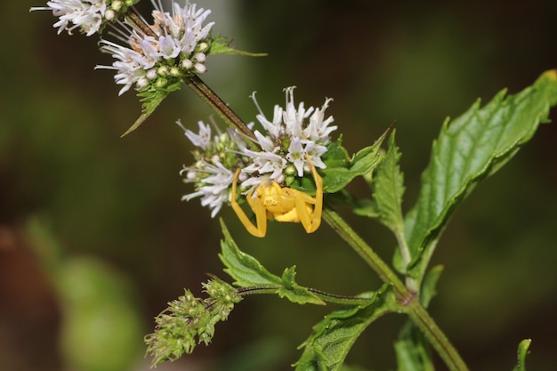 Close macro de uma minúscula aranha amarela rastejando em uma flor
