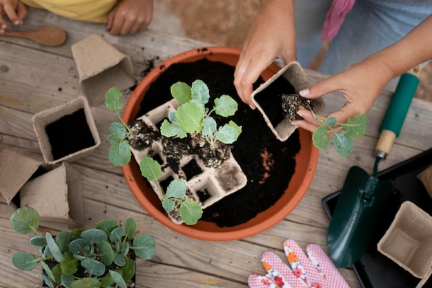 Close no processo de transplante de plantas