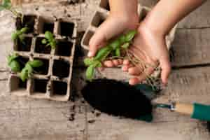 Foto grátis close no processo de transplante de plantas