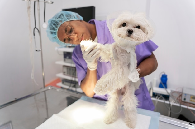 Close no veterinário cuidando do animal de estimação