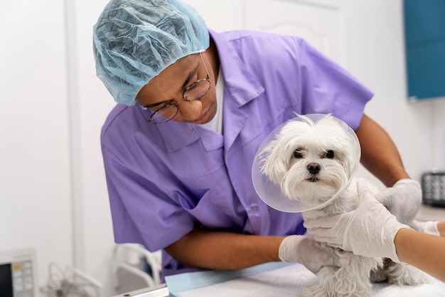 Foto grátis close no veterinário cuidando do animal de estimação