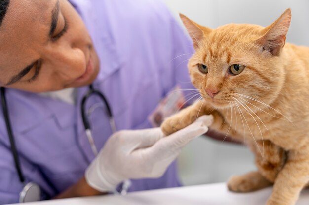Close no veterinário cuidando do animal de estimação