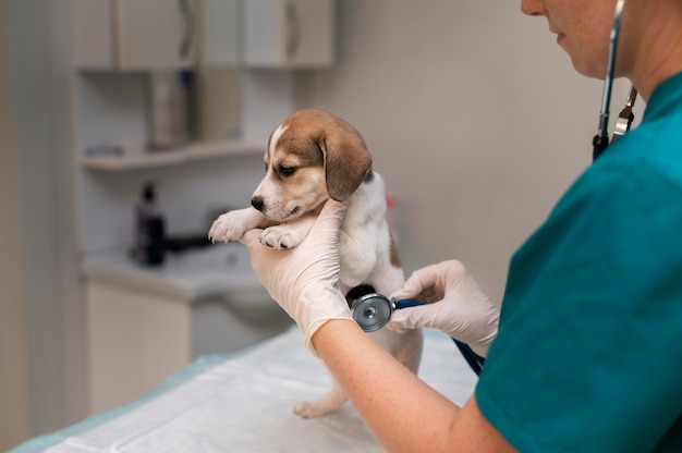 Foto grátis close no veterinário cuidando do cachorro