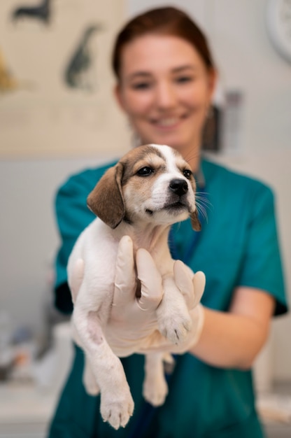 Foto grátis close no veterinário cuidando do cachorro