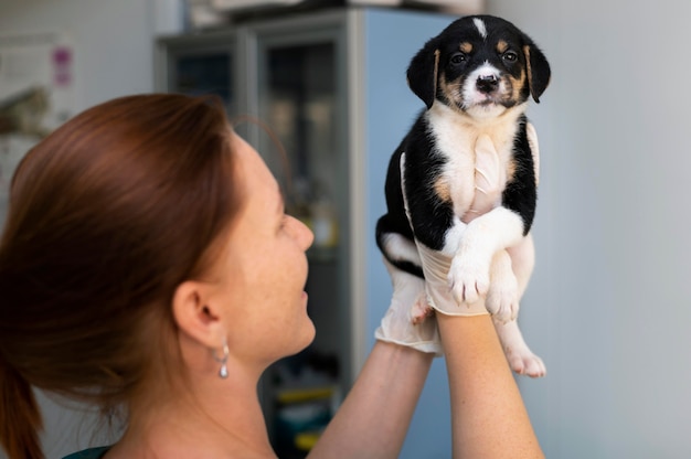 Close no veterinário cuidando do cachorro