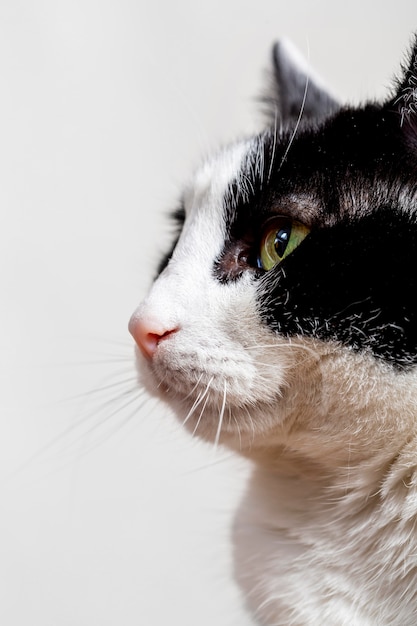 Foto grátis close-up adorável gato com fundo branco