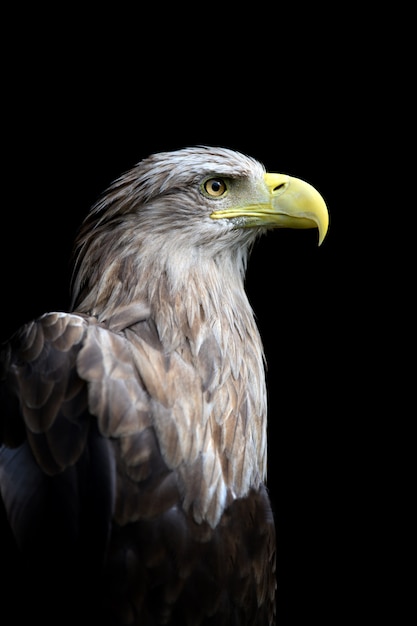 Close up águia-de-cauda-branca