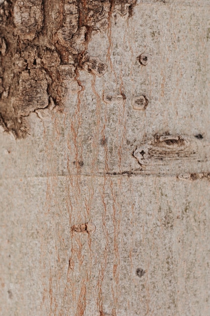 Close-up, árvore, tronco