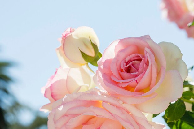 Close-up bonito buquê de rosas brancas