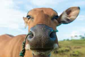Foto grátis close up bonito da vaca