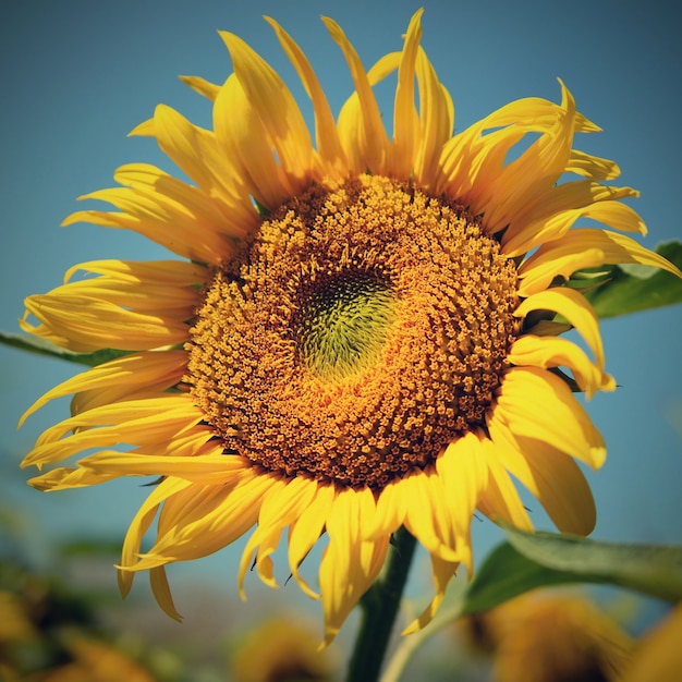 &quot;Close-up bright sunflower&quot;