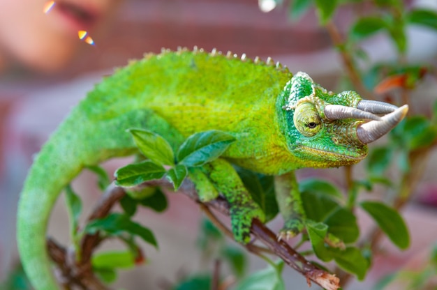 Close-up camaleão com chifres verdes