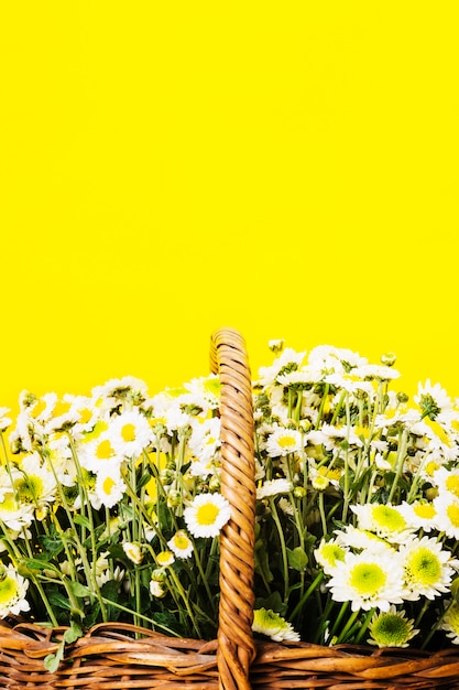 Close-up, chamomiles, flores, cesta, amarela, fundo