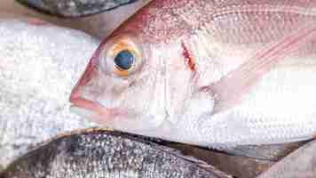 Foto grátis close-up, congelado, peixe, mercado