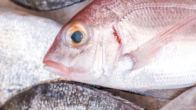 Close-up, congelado, peixe, mercado