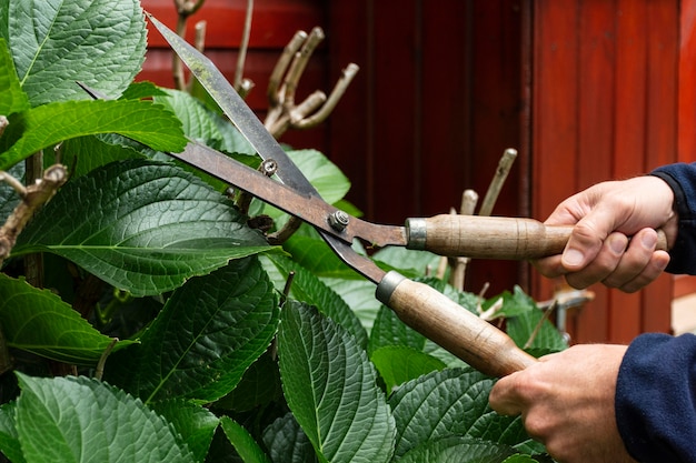 Close up cortando folhas de plantas