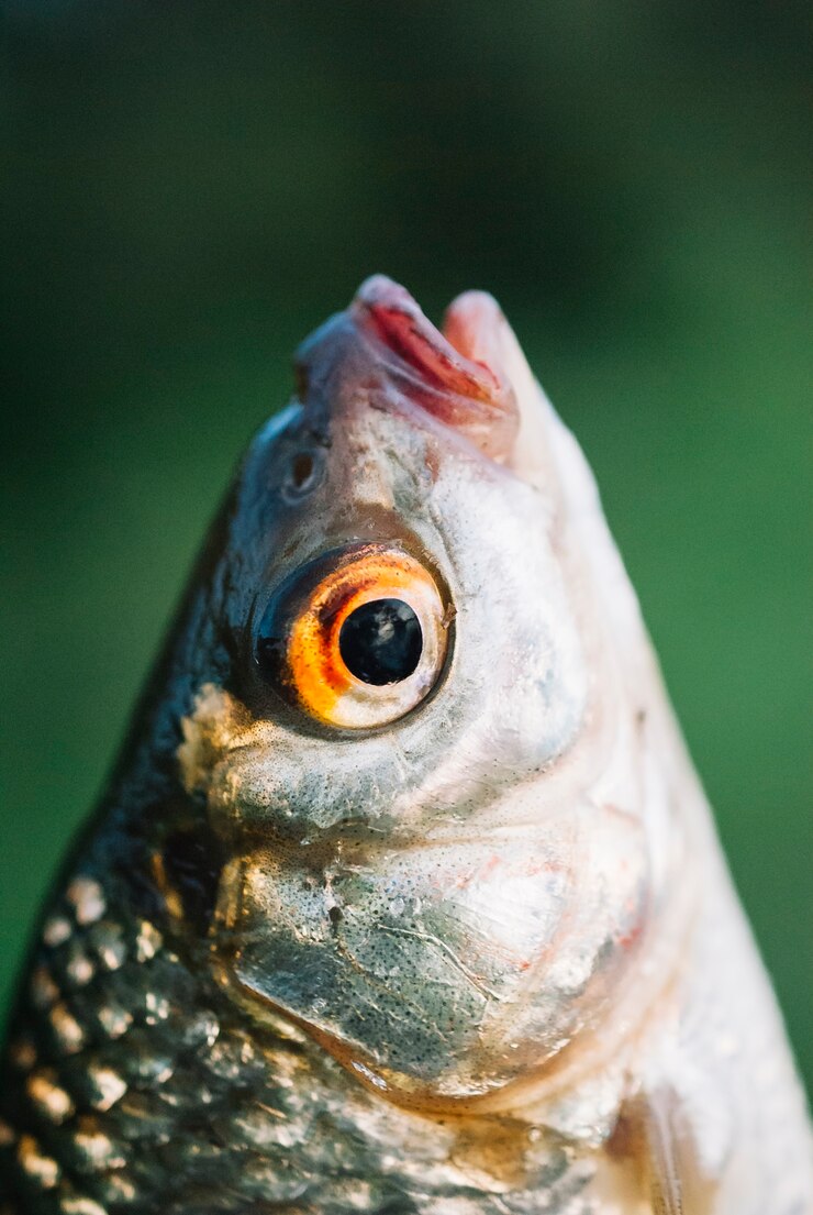 Foto grátis close-up da cabeça do peixe contra o fundo desfocado