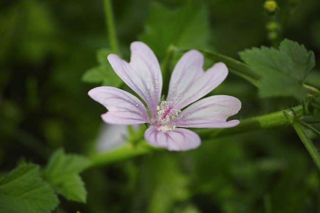 Close-up da flor com pétalas roxas
