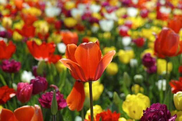 Close-up da flor que floresce