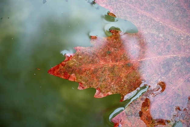 Close-up da folha do outono na água