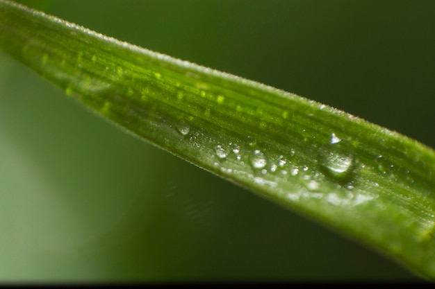 Close-up da folha verde com gotas