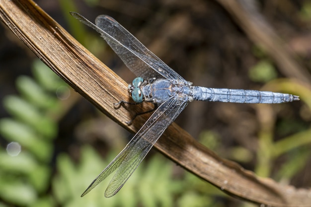 Close up da libélula azul na planta