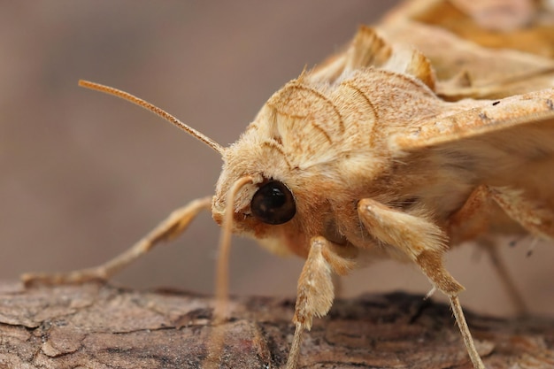 Close-up da mariposa das sombras angulares, phlogophora meticulosa