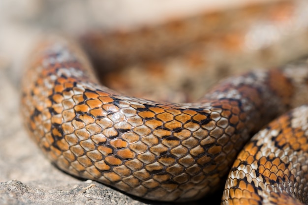 Close-up das escamas de uma cobra leopardo adulta