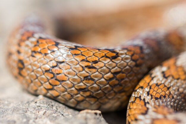 Close-up das escamas de uma cobra leopardo adulta