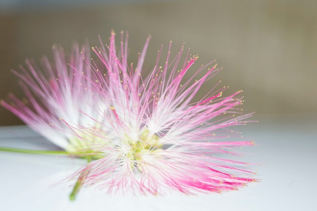Close up das flores rosa de uma planta de vergonha