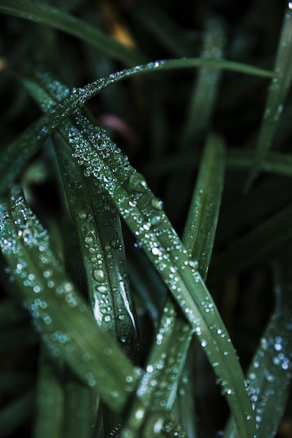 Close-up de água na grama
