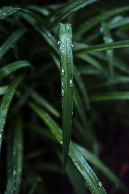 Close-up de água na lâmina de grama